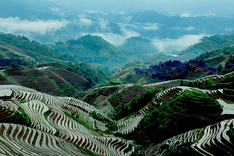 Longji Terracd Rice Field2