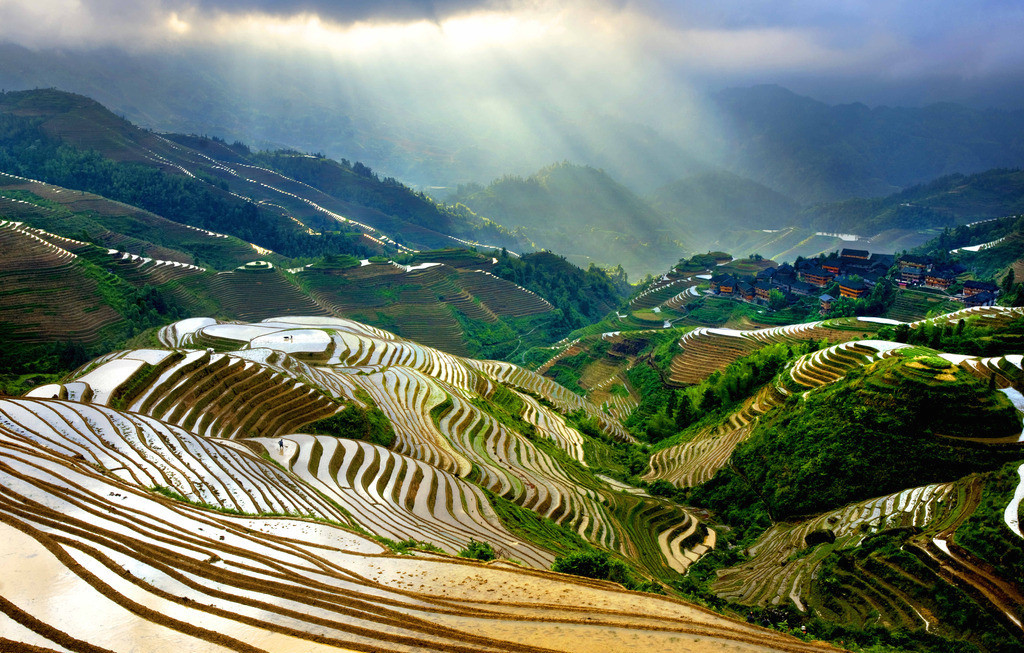 Longji Terracd Rice Field