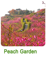 Peach Garden