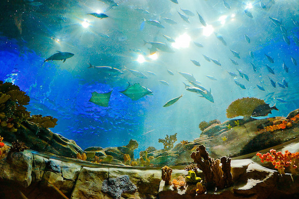 HK Ocean Park4