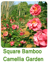 Square Bamboo Camellia Garden