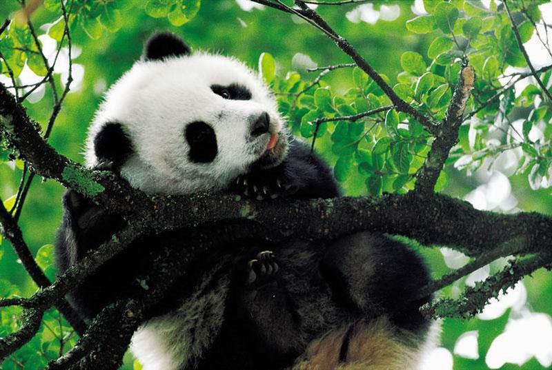 Giant-Panda-Research-Center-2